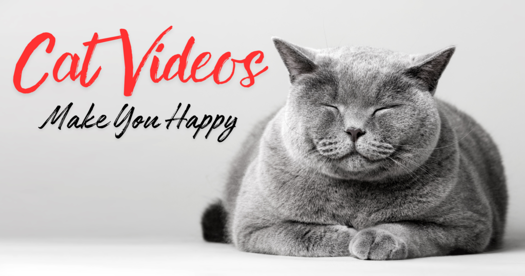 Here's the image of a smiling cat with its eyes closed, perfectly illustrating how cat videos make you happier. The cat looks content and relaxed, capturing the joyful essence that watching such videos can bring.